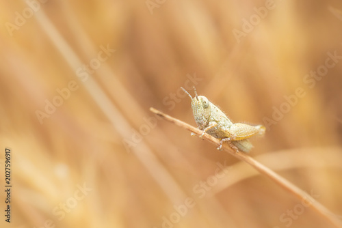 grasshopper on grass stalk