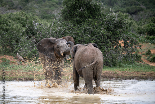 Elephants play-fight in water