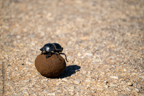 Fotografía dung beetle in action