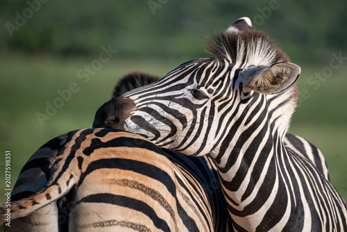 Foto zebra resting head