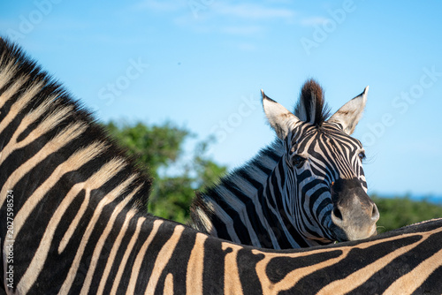 Billede på lærred portrait of zebra