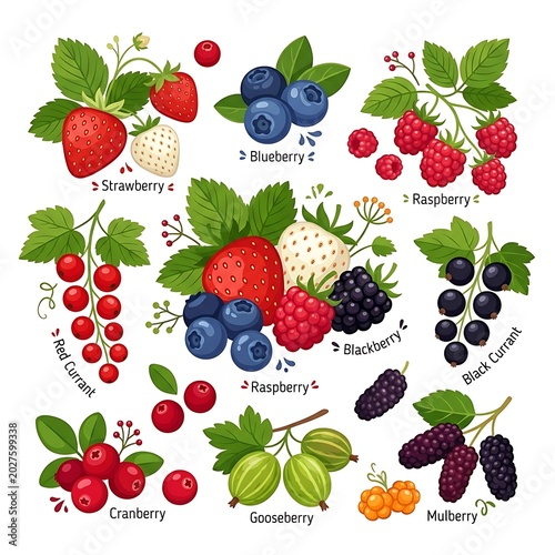 Variety of colorful berry types.
