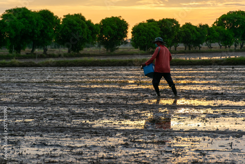 Slika na platnu Farmer sowing rice seeds in flooded paddy field at sunset rural agriculture cult