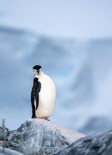 Chinstrap Penguin with Soft Icy Glacial Background Antartica 