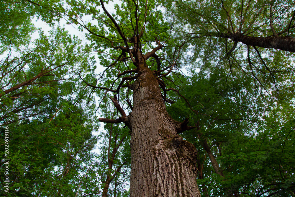 Fototapeta premium A tall, majestic oak tree in the forest with spring green branches against the blue sky. Detail nature portrait. View from down to up