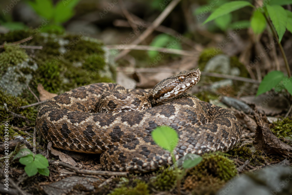 Obraz premium Venomous Snake Coiled on Forest Floor in Natural Habitat