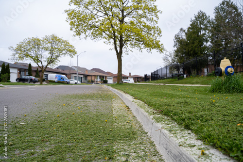 Obraz na plátně Title: Freshly cut grass along suburban residential street curb.