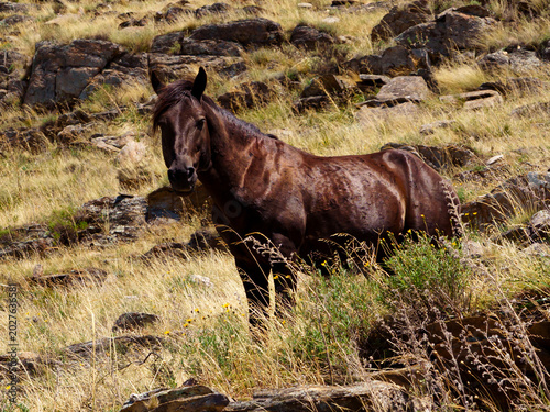 фотографія horse