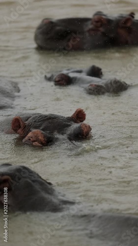 Herd of hippopotamuses resting together in a calm river with massive bodies partially submerged in water, lying closely against each other in a peaceful African wildlife scene