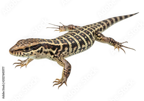 Close-up of a colorful lizard on a neutral background isolated on transparent background