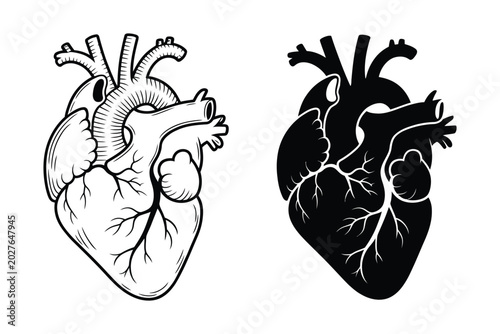 Human heart anatomical icon set showing medical structure outline and filled silhouette versions for healthcare education biology study and scientific visualization use