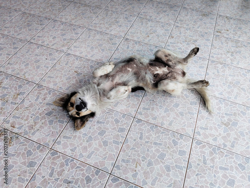A dull color dog is lying on its back on the tile floor happily.