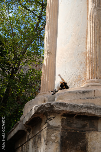 cat washes itself while sitting on an ancient column in Athens