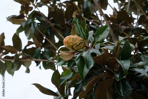 Magnolia fruit on a branch with large green leaves