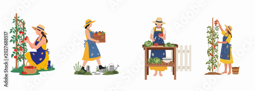 Foto Vector illustration set of a female gardener picking, carrying, and preparing organic homegrown vegetables in a backyard garden