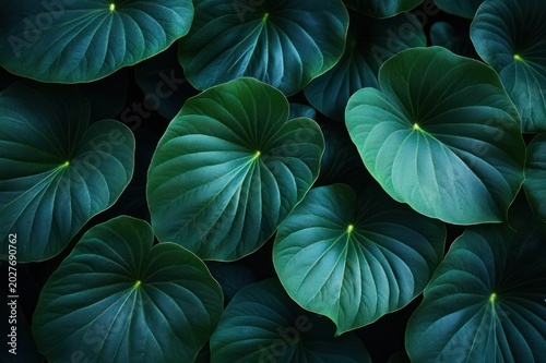 Close-up of overlapping heart-shaped dark green leaves with radial veins and tiny bright centers, glossy texture and soft highlights conveying a lush serene mood