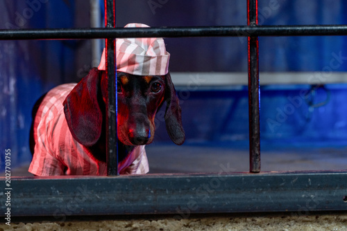 Tableau sur toile Dachshund dog in striped prisoner pajama and cap standing behind dark metal bars on blue background, theatrical jailbird humor concept