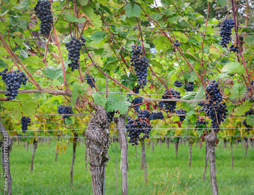 Obraz na plátně Bunches of ripening grapes on a blurred background