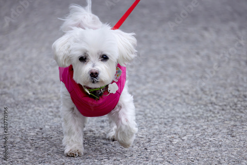 Bild auf Leinwand Front view fluffy small white Maltese puppy on a leash wearing pink vest walking