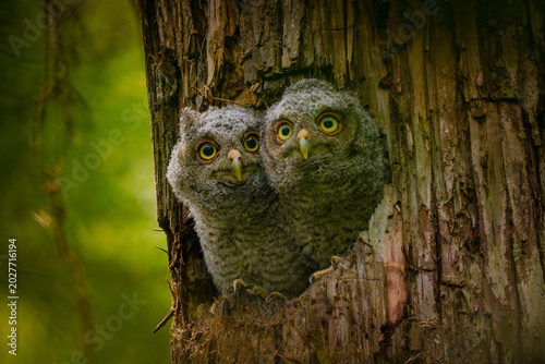 Canvastavla Screech Owl chicks looking from their nest in a cypress tree