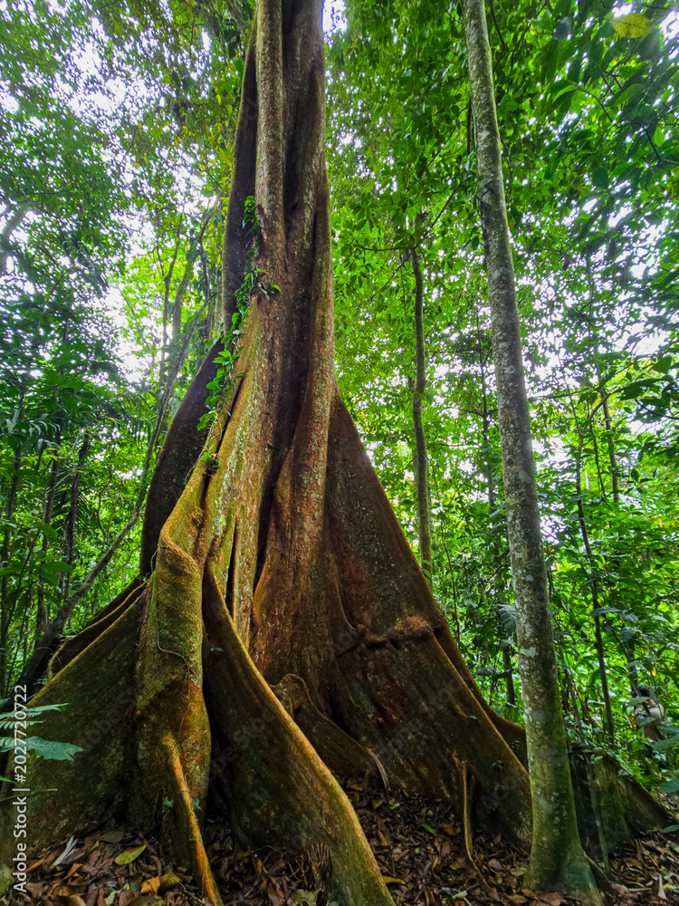 Fototapeta premium tree in the forest