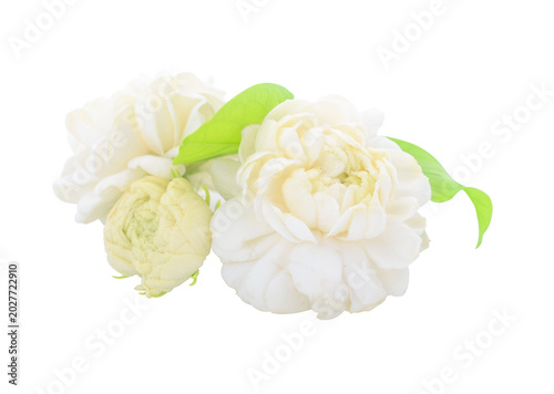 White jasmine on white isolated background.