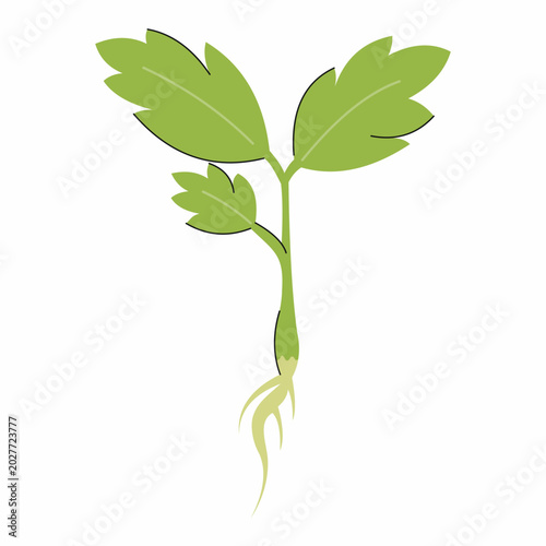 green stem with leaves and twigs. weed plant. Illustration on white background.