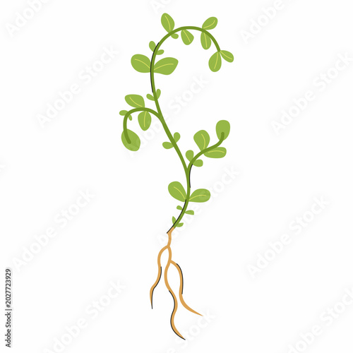 sprig of asterisks on white background. Illustration of field plant.