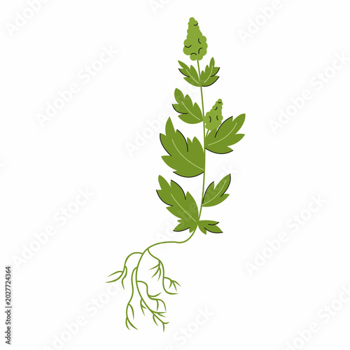 Quinoa with root, seeds and leaves. Illustration on white background