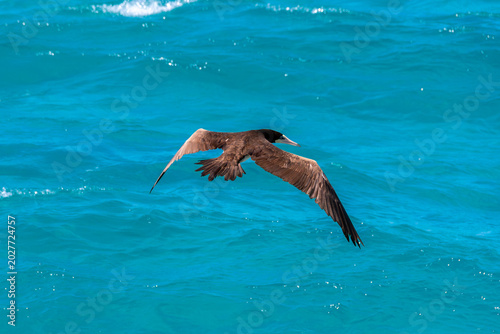 Foto The brown booby in precise flight over the sea.