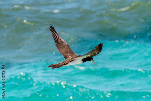 Fotografia The brown booby in precise flight over the sea.