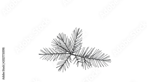 Detailed sketch of a pine tree branch with needles on white background illustration
