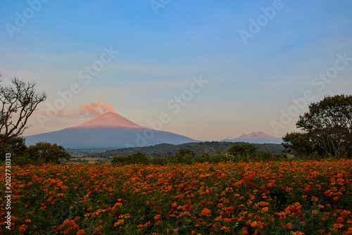 Paisaje Hermoso de campos de cempasuchil al amanecer, con el Volcán, de Popocatépetl,  en Atlixco, Puebla, México.