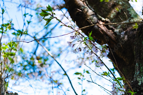 spring in the forest