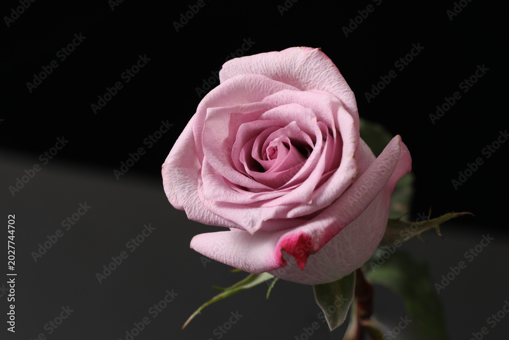 Fototapeta premium pink rose flower on black background