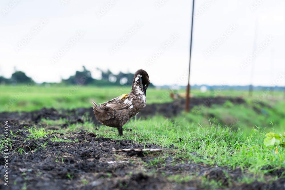 Obraz premium Brown Duck Standing In Muddy Field With Green Grass And Blurred Background