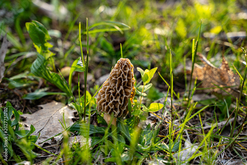 Foto Close up of morel mushroom growing in grass.