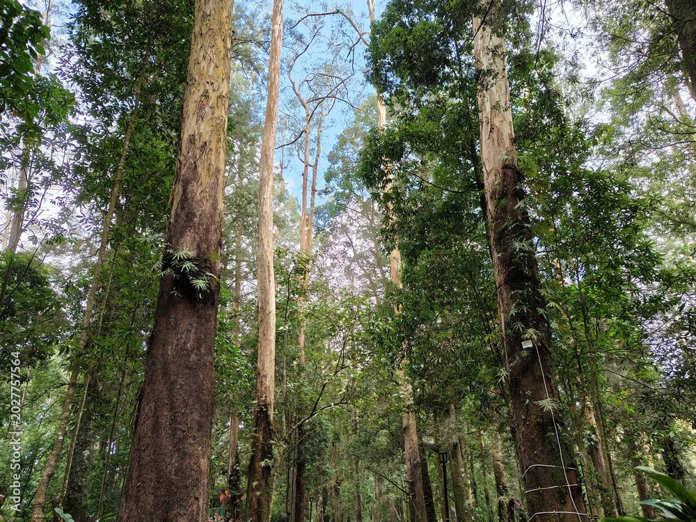 Fototapeta premium Tall tropical forest trees rising toward the sky with dense green foliage, perfect for nature backgrounds, rainforest themes, environmental concepts, and outdoor travel projects.