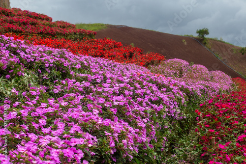 Beauty, Blossom, Color Image, Environment, Flower