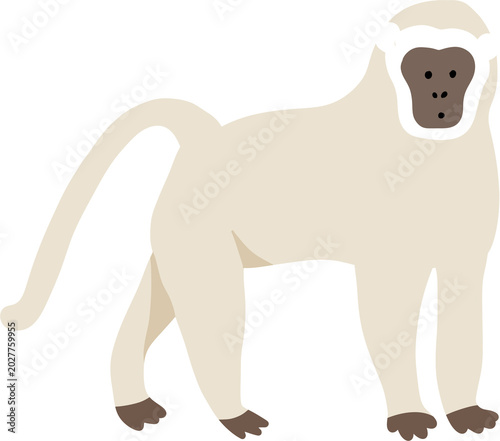 Canvas Print Cute monkey doodle, wild safari animal flat design illustration