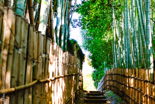 bamboo forest in thailand