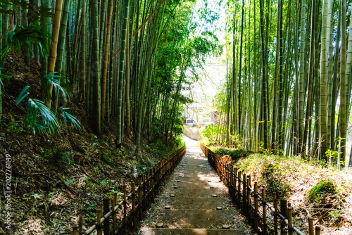 bamboo forest in thailand