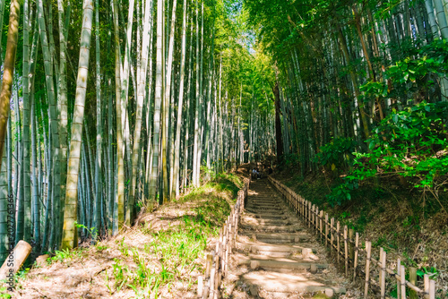 path in the forest