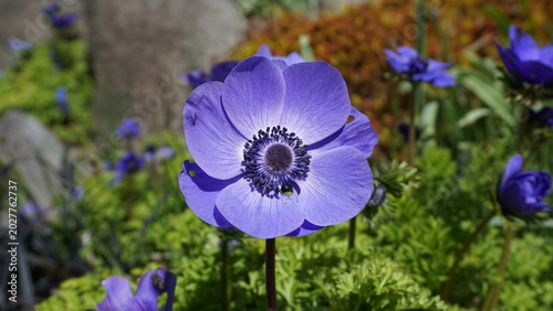 Blue Anemone Coronaria Poppy Flower Close-Up on Vibrant Colorful Background