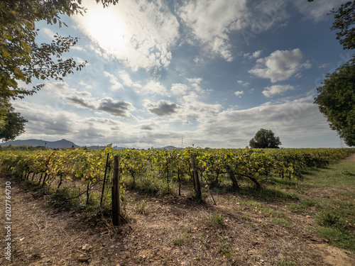 Bild auf Leinwand Panoramic view of a Cotes de Provence vineyard in La Crau, France, with rows of grape vines, rural fields, trees, distant hills and a bright cloudy sky, a symbol of french wine