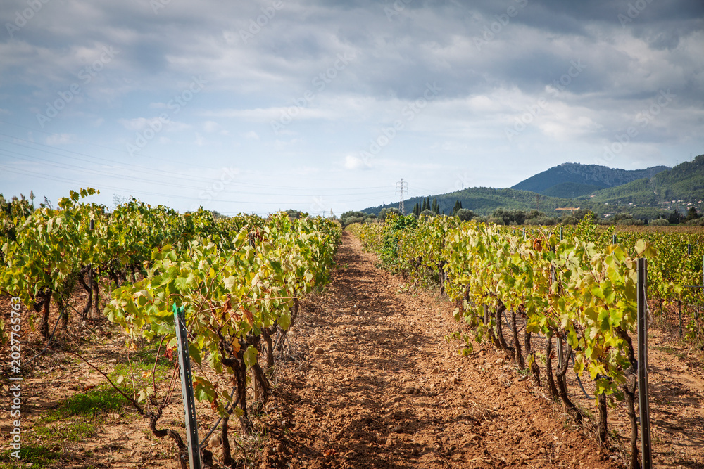 Fototapeta premium Cotes de Provence vineyard in La Londe, France, with rows of grapevines stretching toward low hills under a cloudy sky in a Mediterranean wine region, a symbol of french wine production.