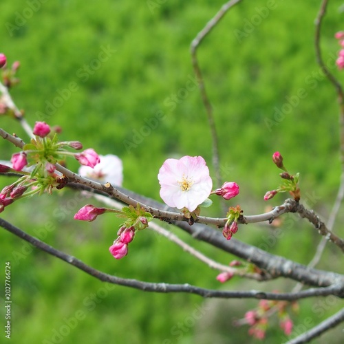 Foto 開花した春の放水路土手の桜の花