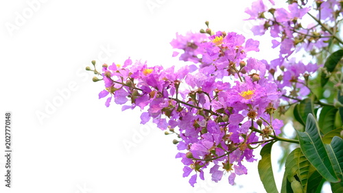 Konstfotografi Queen's Flower scientific name Lagerstroemia speciosa produces dense clusters of purple or pink flowers