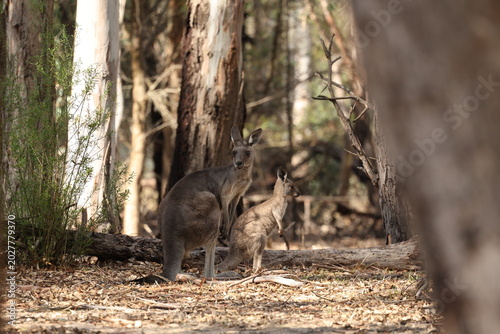 Photos Roo and joey at Westerfolds Park, Manningham, Victoria, Australia