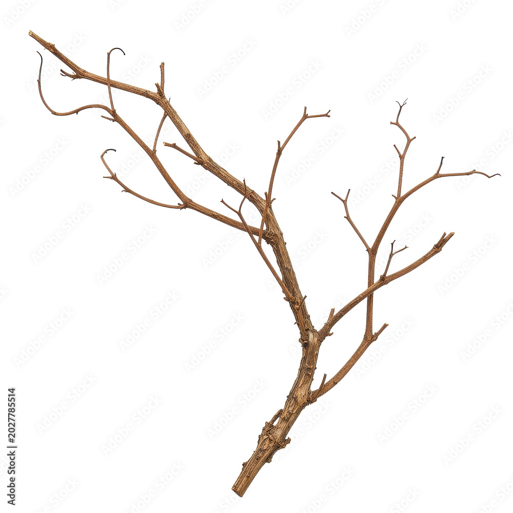 Fototapeta premium Detailed Close-up of a Brown Branch with Curving Twigs and Texture isolated on white background